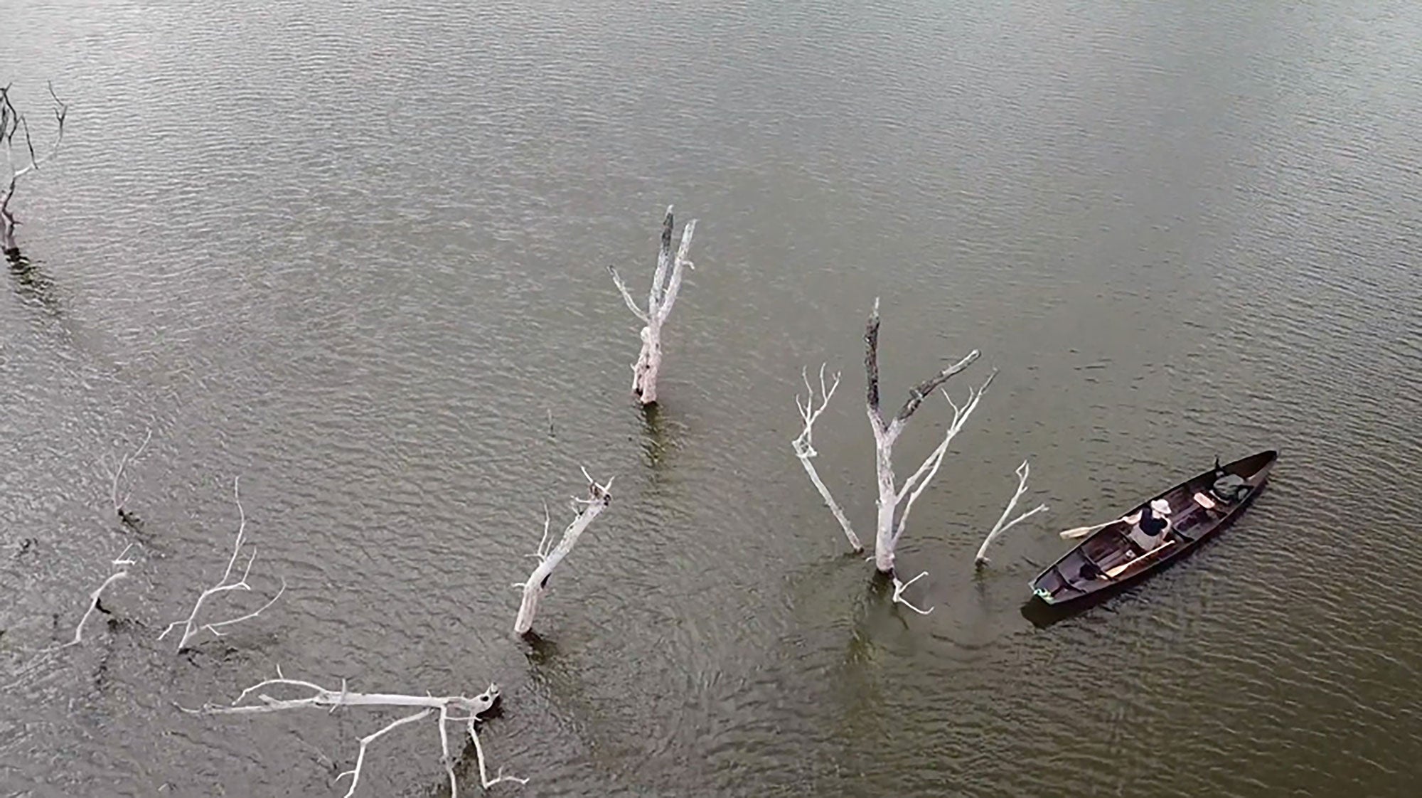 overhead photo of canoe in waterway among dead trees