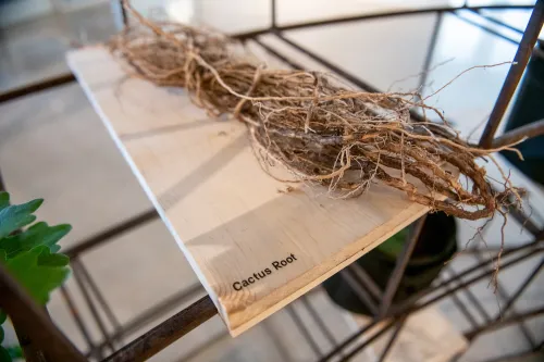 artwork by Will Wilson, Visual Arts Center, UT Austin