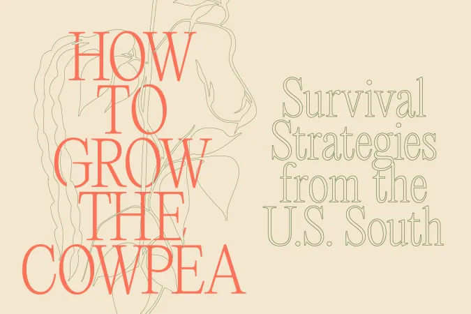 How to Grow the Cowpea: Survival Strategies from the U.S. South