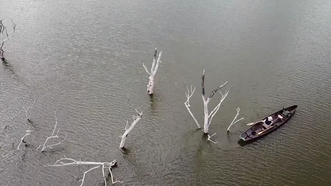 overhead photo of canoe in waterway among dead trees
