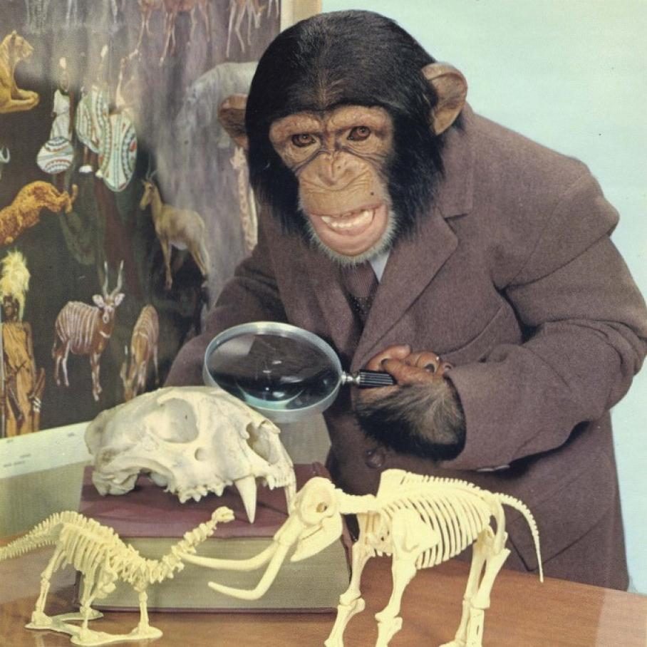 image of chimpanzee in suit holding magnifying glass and looking at fossils