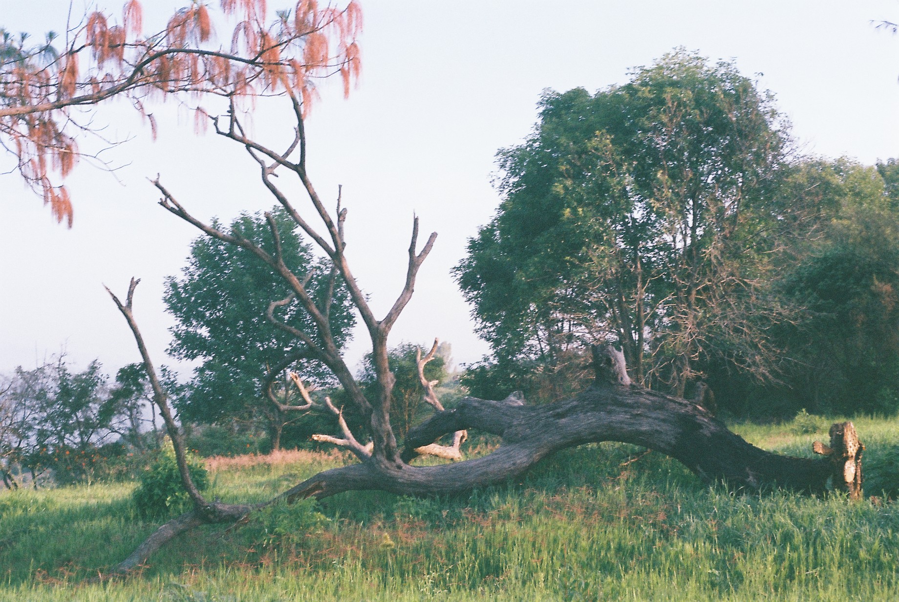 Juan Pablo Gonzalez, Visual Arts Center, photo of fallen tree in field