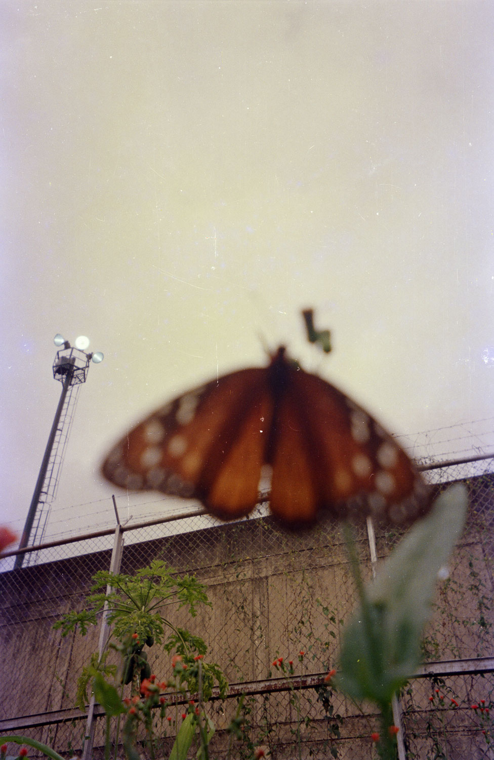 image of butterfly in forground, with prison wall in background