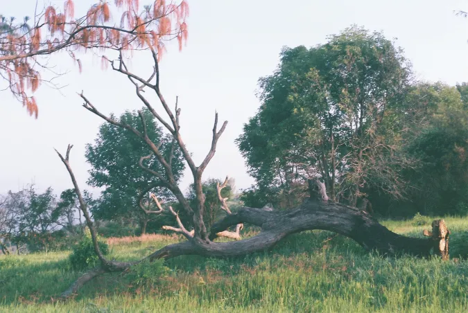 Juan Pablo Gonzalez, Visual Arts Center, photo of fallen tree in field