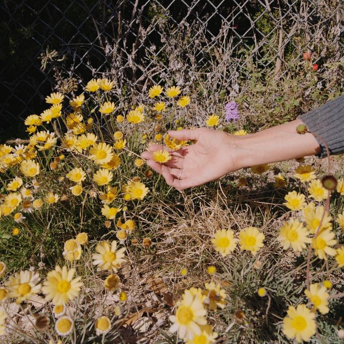 hand holding flowers in field of flowers