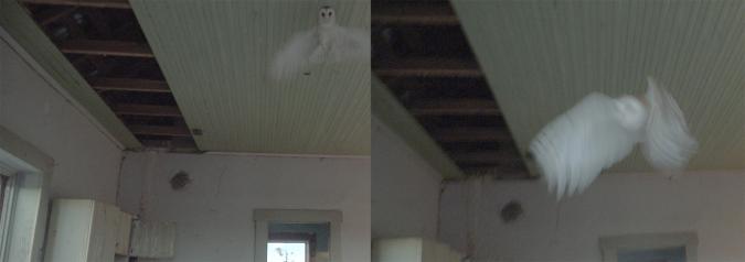 photo montage showing white owl in room