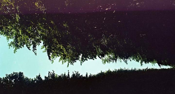 digitally produced image of foliage and sky